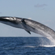Illustration for article titled Super Rare Footage of the World's Fastest Whale